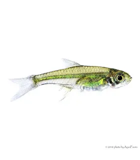 Microdevario kubotai