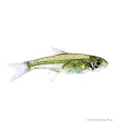 Microdevario kubotai