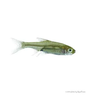 Sawbwa resplendens - Vörösorrú gyémántrasbora