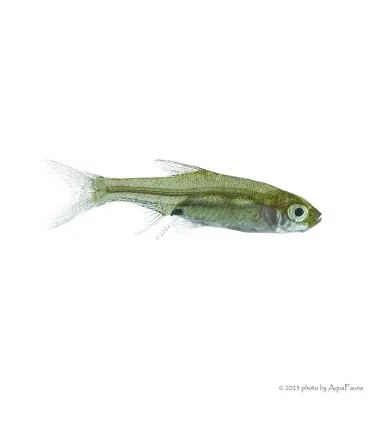 Sawbwa resplendens - Vörösorrú gyémántrasbora