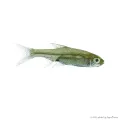 Sawbwa resplendens - Vörösorrú gyémántrasbora
