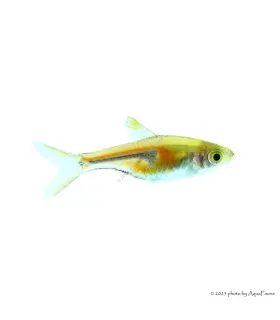 Trigonostigma espei