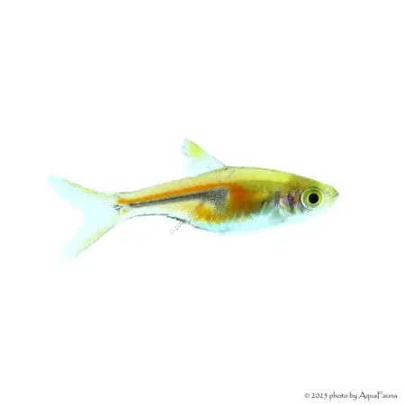 Trigonostigma espei