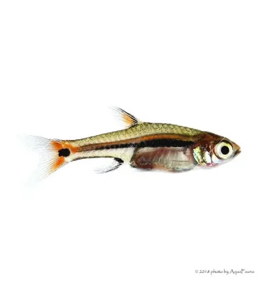 Boraras uropthalmoides - Zöldcsíkos törperazbóra