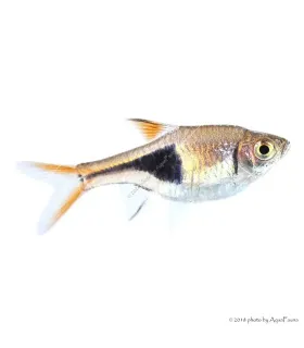 Trigonostigma heteromorpha - Ékfoltos razbóra