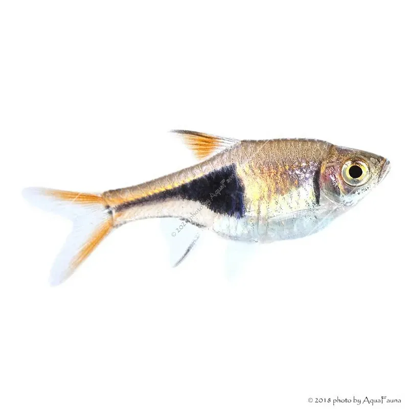 Trigonostigma heteromorpha - Ékfoltos razbóra