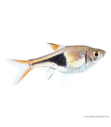Trigonostigma heteromorpha - Ékfoltos razbóra