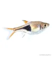 Trigonostigma heteromorpha - Ékfoltos razbóra