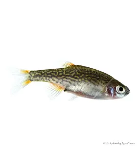 Danio margaritatus - Galaxy törpe razbóra (Gyöngy dánió)