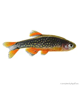 Danio margaritatus - Galaxy törpe razbóra (Gyöngy dánió)