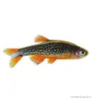 Danio margaritatus - Galaxy törpe razbóra (Gyöngy dánió)