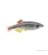 Tanichthys albonubes - Kolibrihal