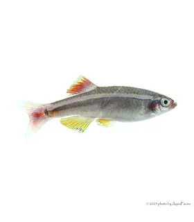 Tanichthys albonubes - Kolibrihal