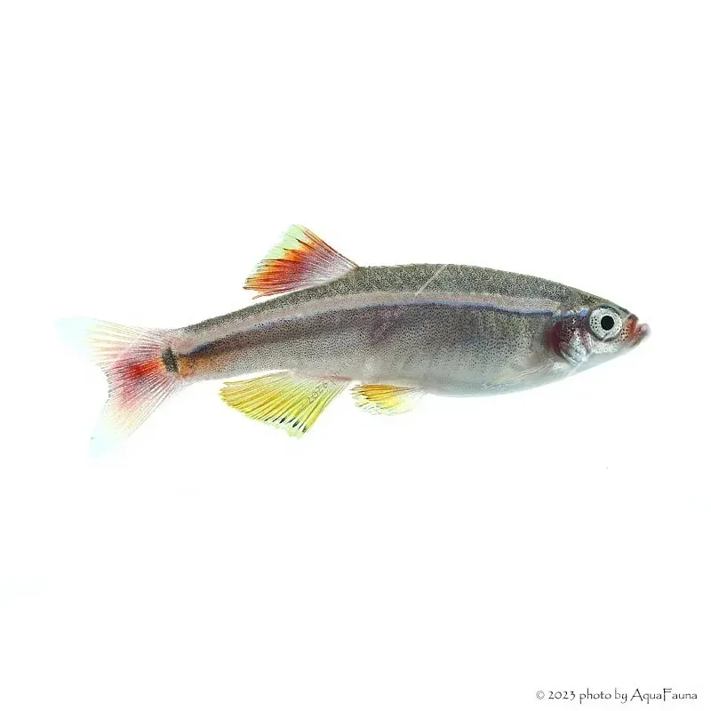 Tanichthys albonubes - Kolibrihal