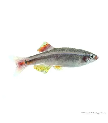 Tanichthys albonubes - Kolibrihal