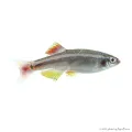 Tanichthys albonubes - Kolibrihal