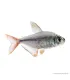 Hyphessobrycon columbianus - Kolumbia lazac