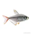 Hyphessobrycon columbianus - Kolumbia lazac