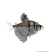 Gymnocorymbus ternetzi - Fekete tetra