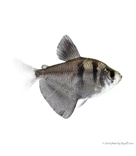 Gymnocorymbus ternetzi - Fekete tetra
