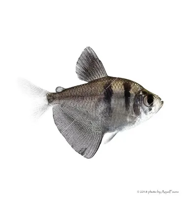 Gymnocorymbus ternetzi - Fekete tetra
