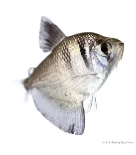 Gymnocorymbus ternetzi - Fekete tetra