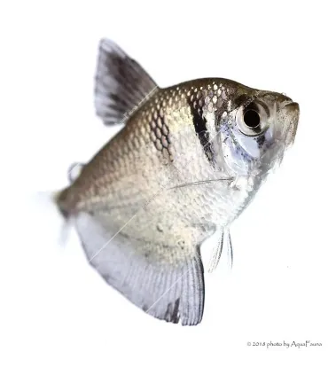 Gymnocorymbus ternetzi - Fekete tetra