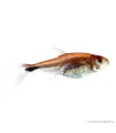 Axelrodia riesei - Rubin tetra