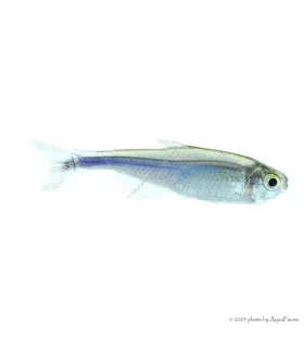Boehlkea fredcochui - Ibolyalazac