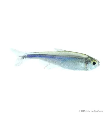 Boehlkea fredcochui - Ibolyalazac