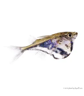 Carnegiella strigata - Márvány baltahasú pontylazac