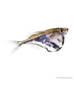 Carnegiella strigata - Márvány baltahasú pontylazac