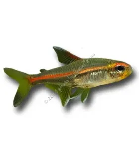 Hemigrammus erythrozonus - Izzófényű pontylazac