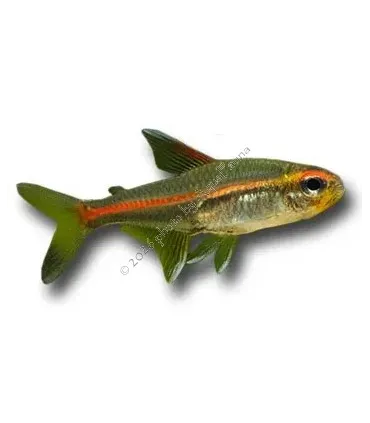Hemigrammus erythrozonus - Izzófényű pontylazac