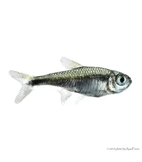 Hemigrammus rodwayi (armstrongi) - Gyémánt neonhal