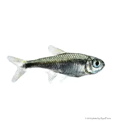 Hemigrammus rodwayi (armstrongi) - Gyémánt neonhal