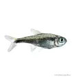 Hemigrammus rodwayi (armstrongi) - Gyémánt neonhal