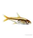 Hyphessobrycon amandae - Amandalazac