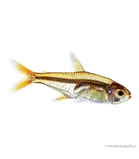 Hyphessobrycon amandae - Amandalazac