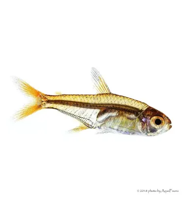 Hyphessobrycon amandae - Amandalazac