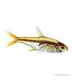 Hyphessobrycon amandae - Amandalazac