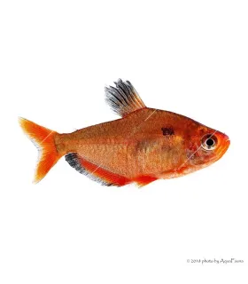 Hyphessobrycon eques - Serpalazac