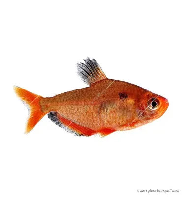 Hyphessobrycon eques - Serpalazac