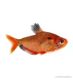 Hyphessobrycon eques - Serpalazac