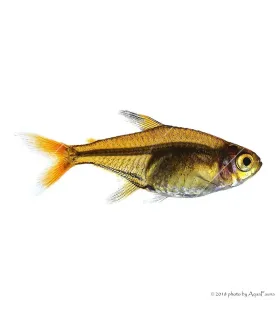 Hyphessobrycon amandae - Amandalazac