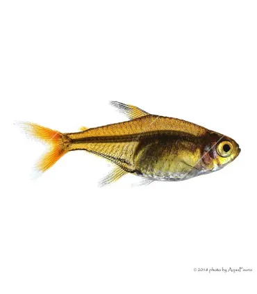 Hyphessobrycon amandae - Amandalazac