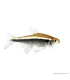 Hyphessobrycon herbertaxelrodi - Fekete neonhal