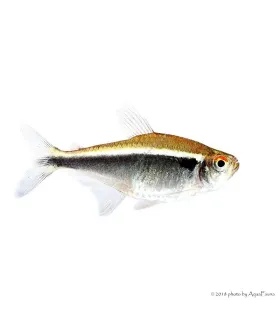 Hyphessobrycon herbertaxelrodi - Fekete neonhal