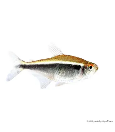 Hyphessobrycon herbertaxelrodi - Fekete neonhal