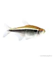 Hyphessobrycon herbertaxelrodi - Fekete neonhal
